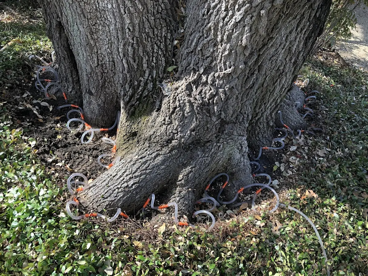 Detailed Tree Cabling and Bracing job site in North Newton