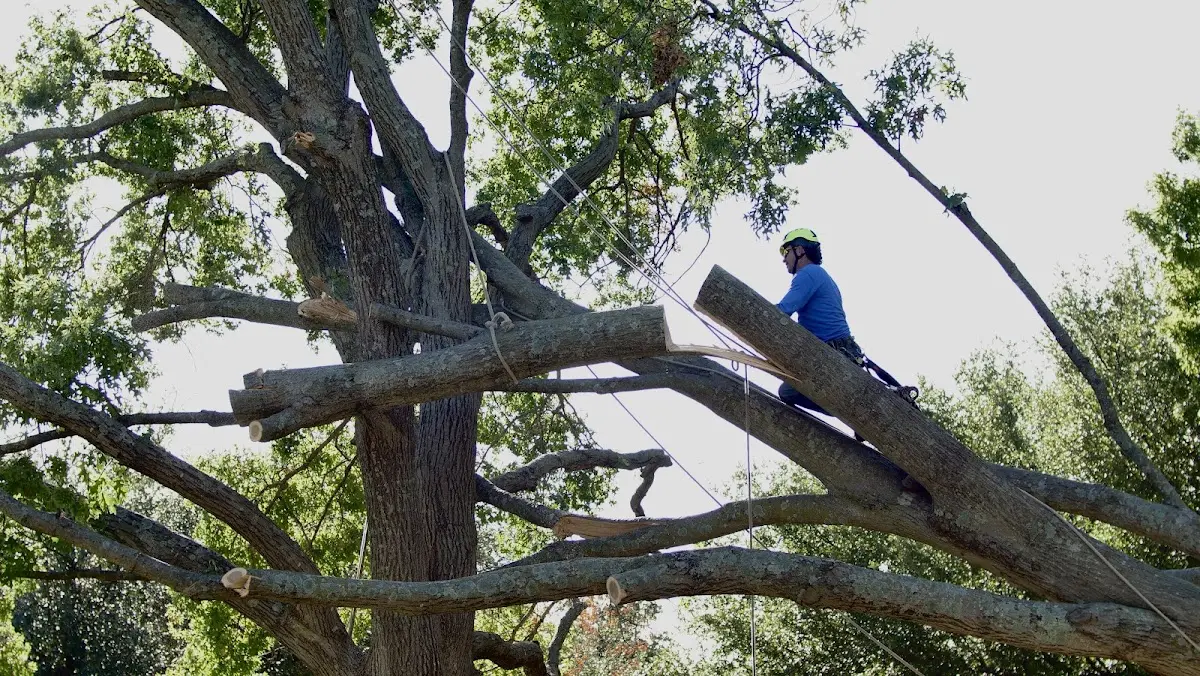 Professional Crown Thinning performed by certified arborists in North Newton