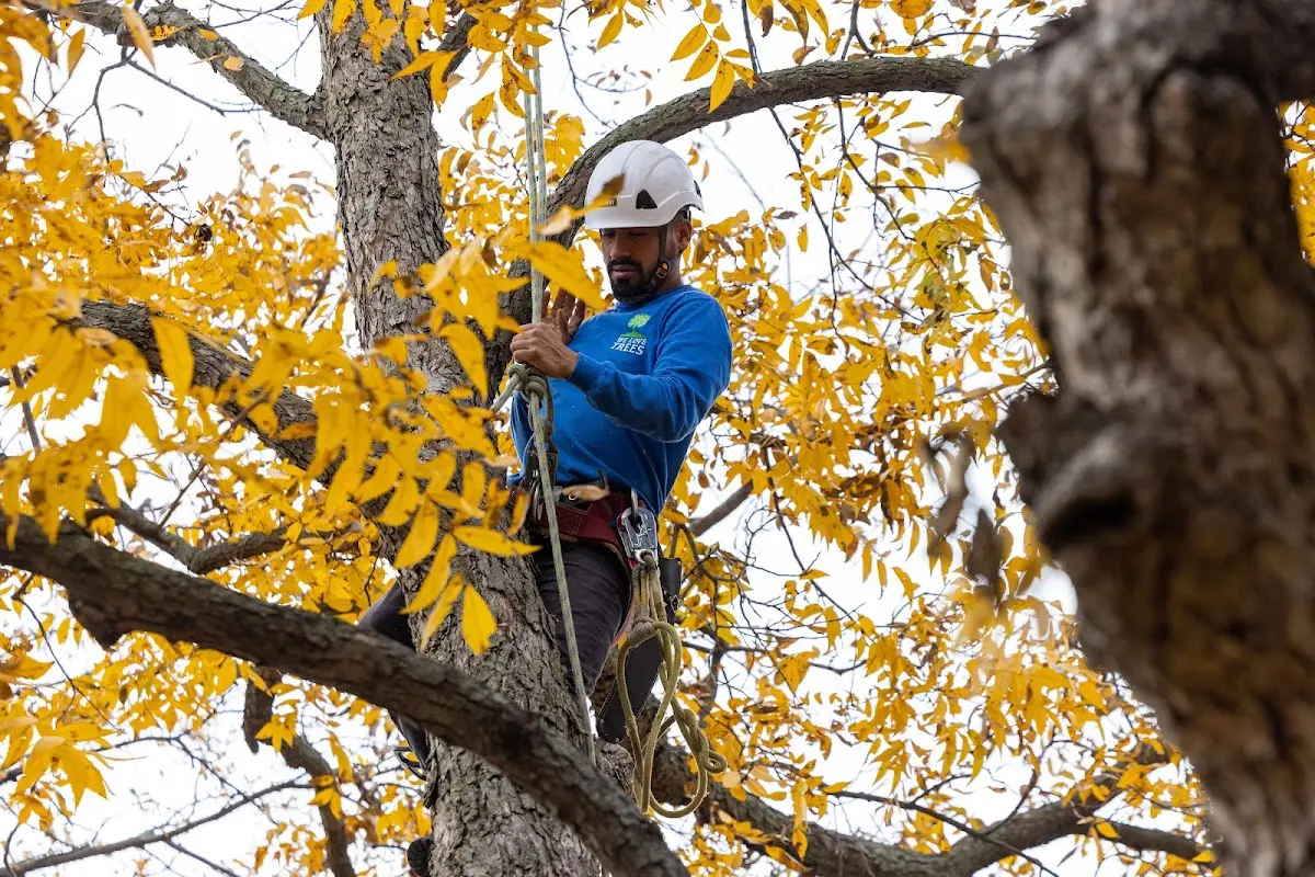 Skilled Emergency Tree Service crew working in North Newton